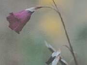 Dierama Portwine